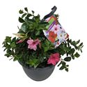 Afbeelding van HP27 Sundaville Pink